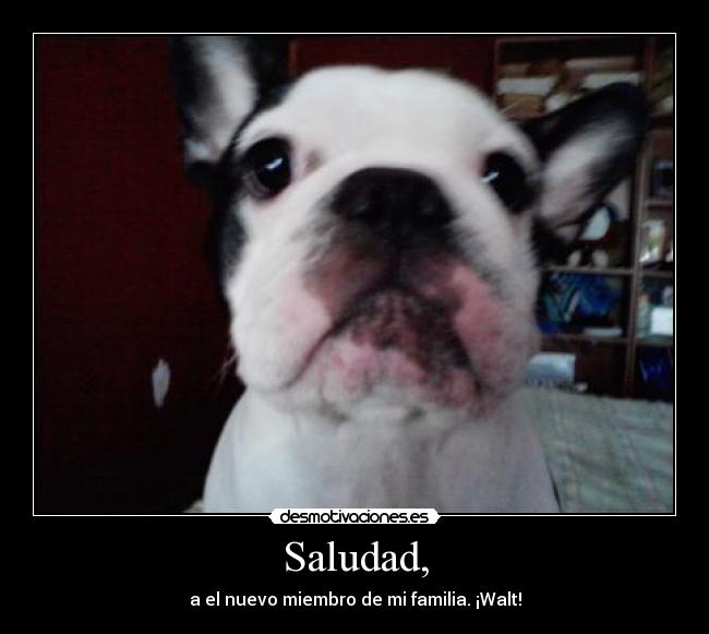 Saludad, -