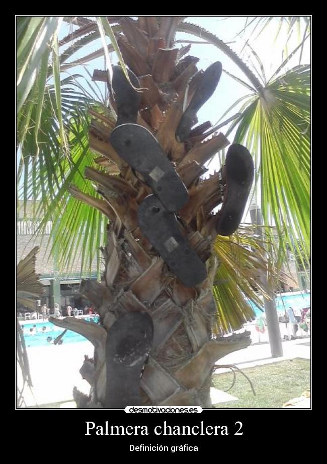Palmera chanclera 2 - Definición gráfica