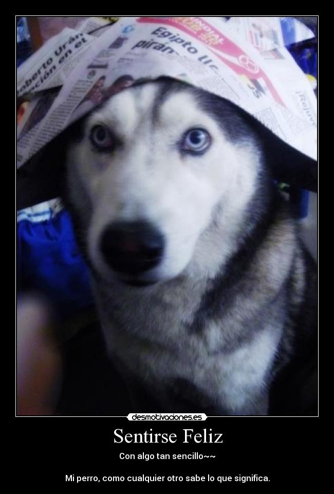 Sentirse Feliz - Con algo tan sencillo~~
Mi perro, como cualquier otro sabe lo que significa.
