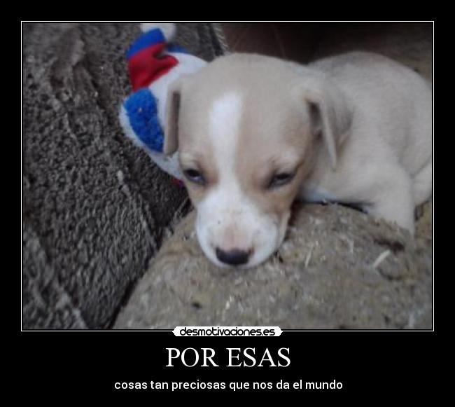 POR ESAS - 