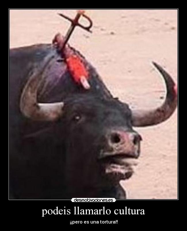 podeis llamarlo cultura - ¡¡pero es una tortura!!