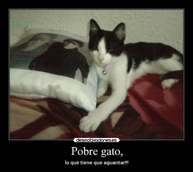 Pobre gato, - 
