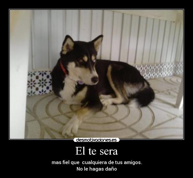 El te sera - mas fiel que cualquiera de tus amigos.
No le hagas daño
