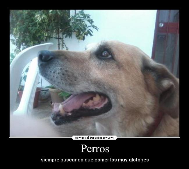 Perros - siempre buscando que comer los muy glotones