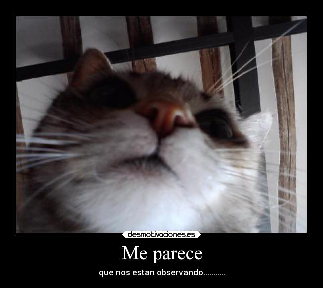 Me parece - que nos estan observando...........
