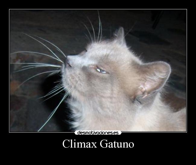 Climax Gatuno -