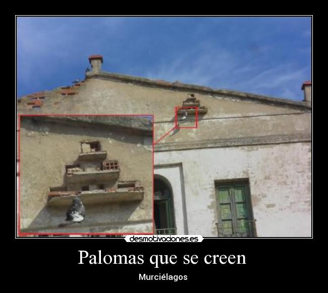 Palomas que se creen  - 