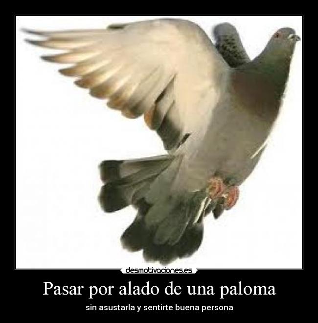 Pasar por alado de una paloma -