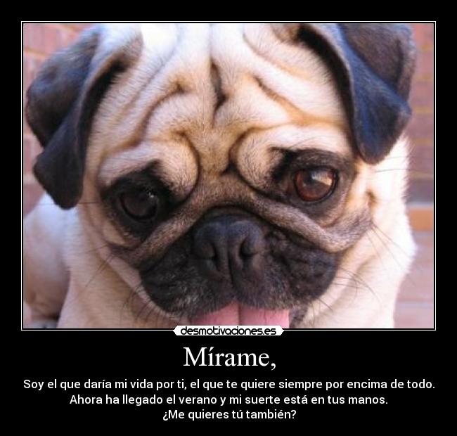 Mírame, - Soy el que daría mi vida por ti, el que te quiere siempre por encima de todo.
Ahora ha llegado el verano y mi suerte está en tus manos.
¿Me quieres tú también?