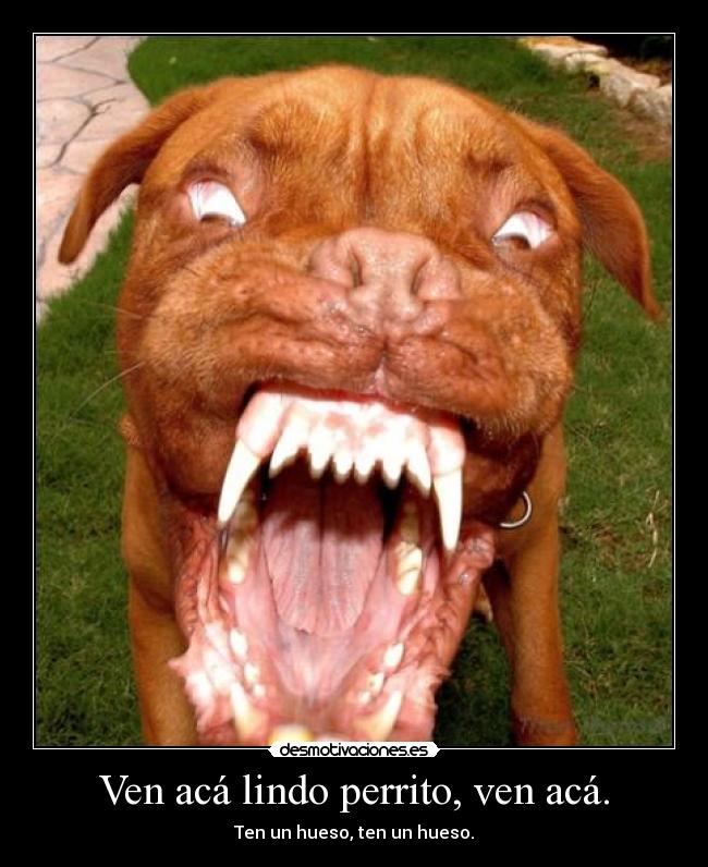 Ven acá lindo perrito, ven acá. - Ten un hueso, ten un hueso.