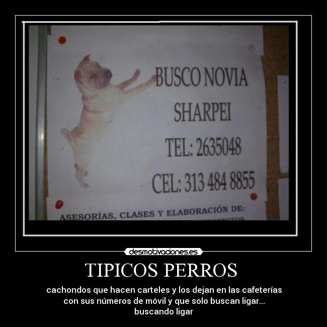 TIPICOS PERROS - cachondos que hacen carteles y los dejan en las cafeterías
con sus números de móvil y que solo buscan ligar...
buscando ligar