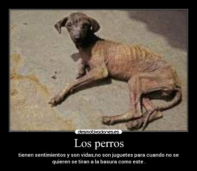 Los perros -