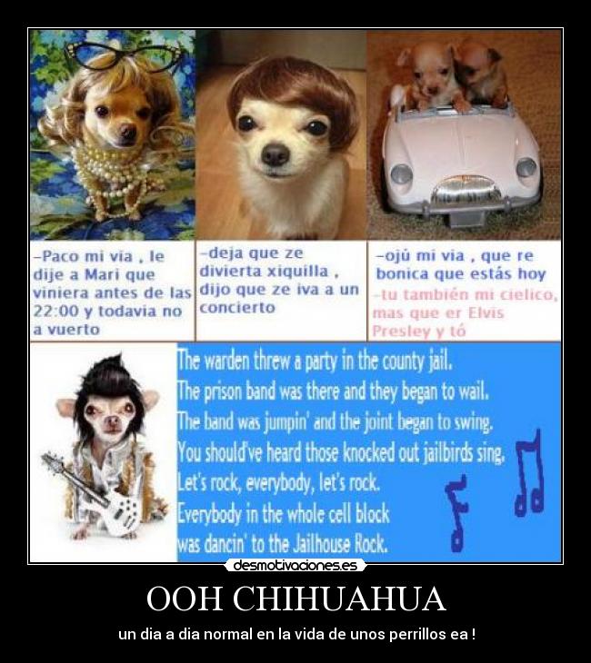 carteles chihuahua paco xiquilla elvis chihuahuas perros ooh desmotivaciones