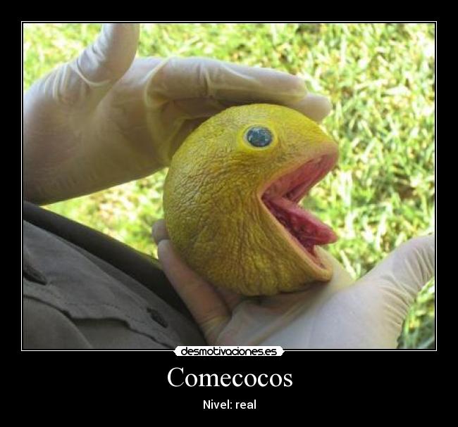 Comecocos - Nivel: real