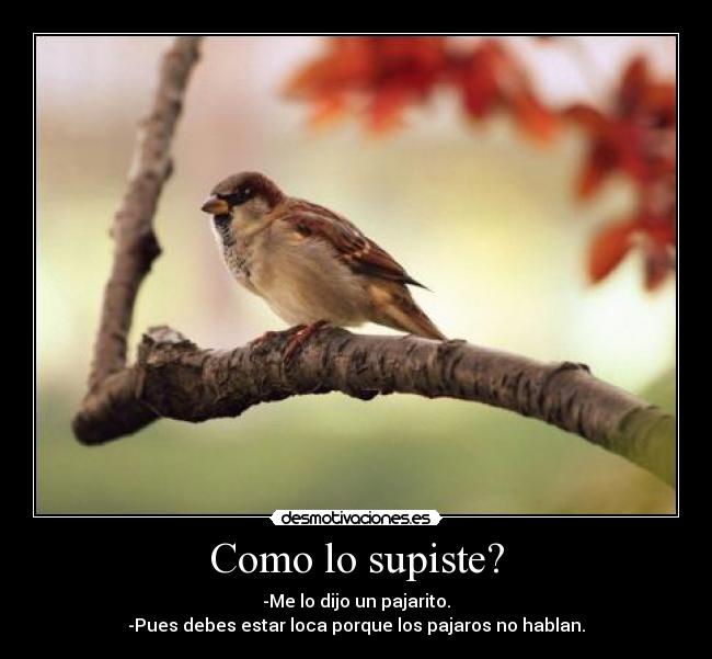 Como lo supiste? - -Me lo dijo un pajarito.
-Pues debes estar loca porque los pajaros no hablan.