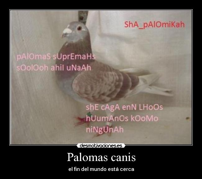 Palomas canis - el fin del mundo está cerca
