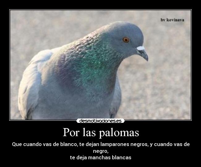 Por las palomas - Que cuando vas de blanco, te dejan lamparones negros, y cuando vas de negro,
te deja manchas blancas