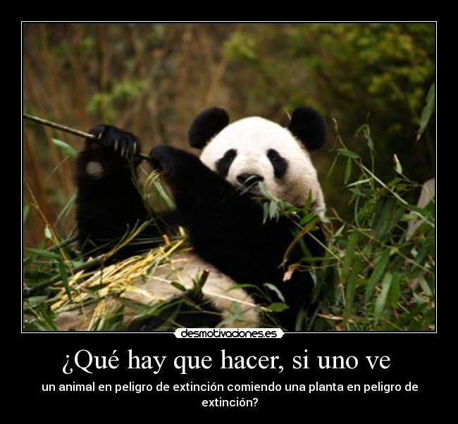 ¿Qué hay que hacer, si uno ve -