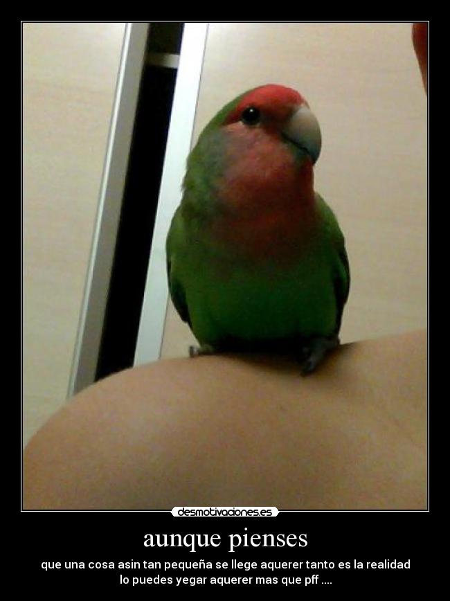 aunque pienses - que una cosa asin tan pequeña se llege aquerer tanto es la realidad
lo puedes yegar aquerer mas que pff ....