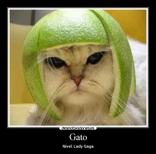 Gato - Nivel: Lady Gaga