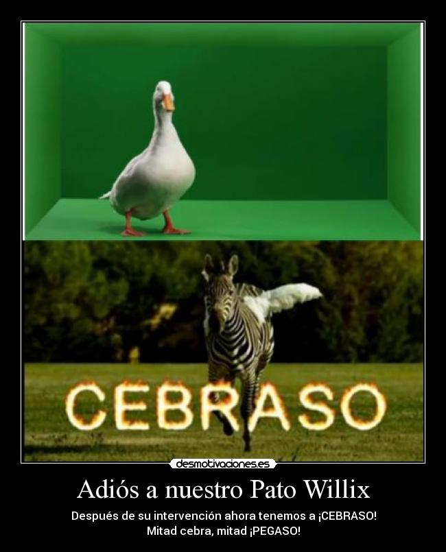 Adiós a nuestro Pato Willix - Después de su intervención ahora tenemos a ¡CEBRASO!
Mitad cebra, mitad ¡PEGASO!