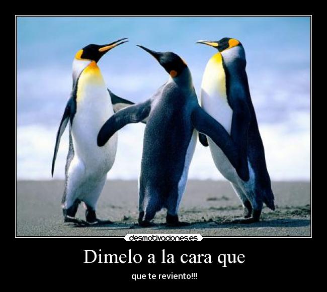 Dimelo a la cara que - 