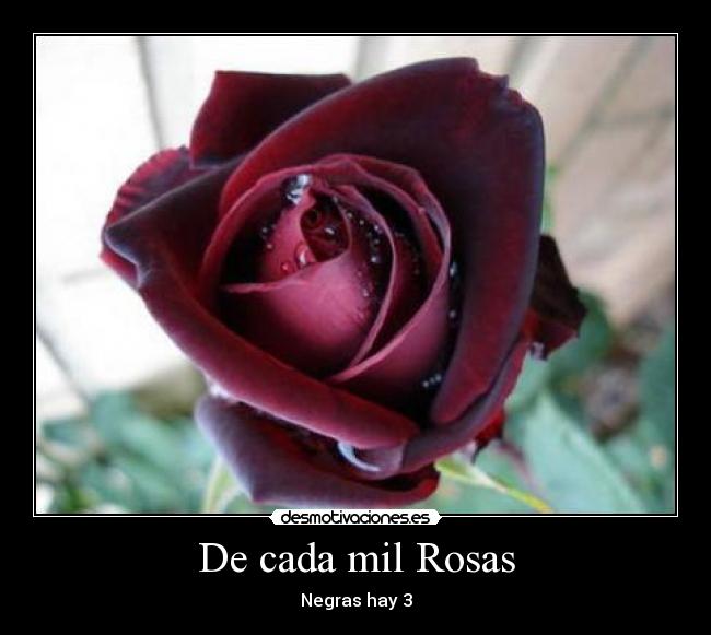 De cada mil Rosas - 