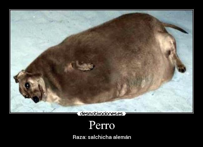 Perro - Raza: salchicha alemán