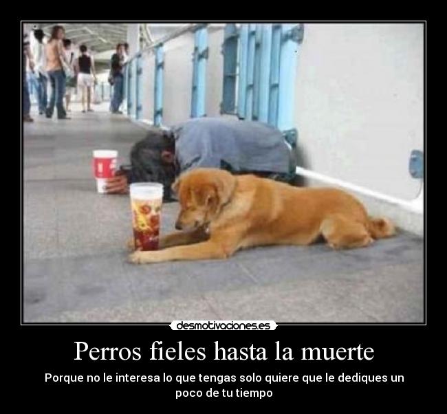 Perros fieles hasta la muerte - Porque no le interesa lo que tengas solo quiere que le dediques un poco de tu tiempo