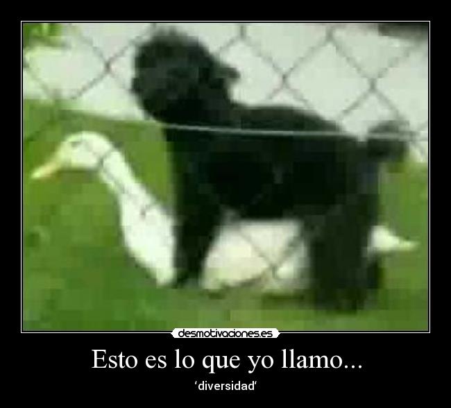 Esto es lo que yo llamo... - ‘diversidad‘