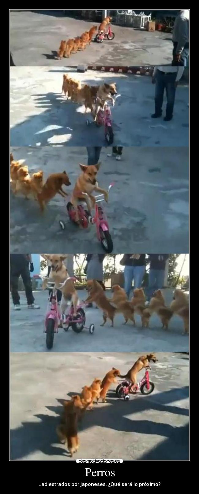 Perros - 