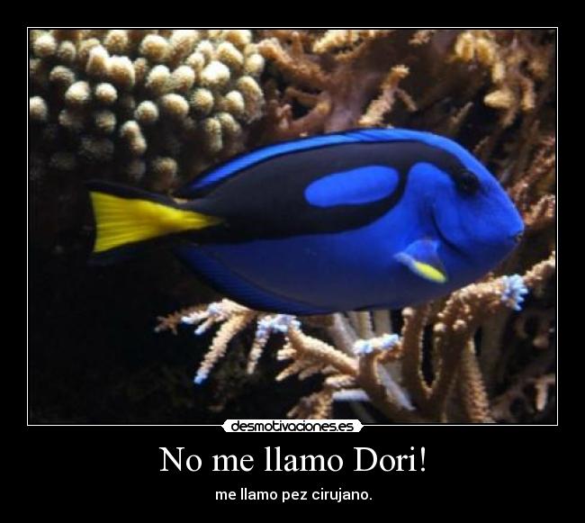 No me llamo Dori! - me llamo pez cirujano.