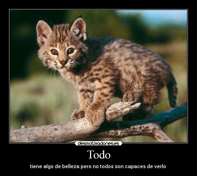 Todo - 