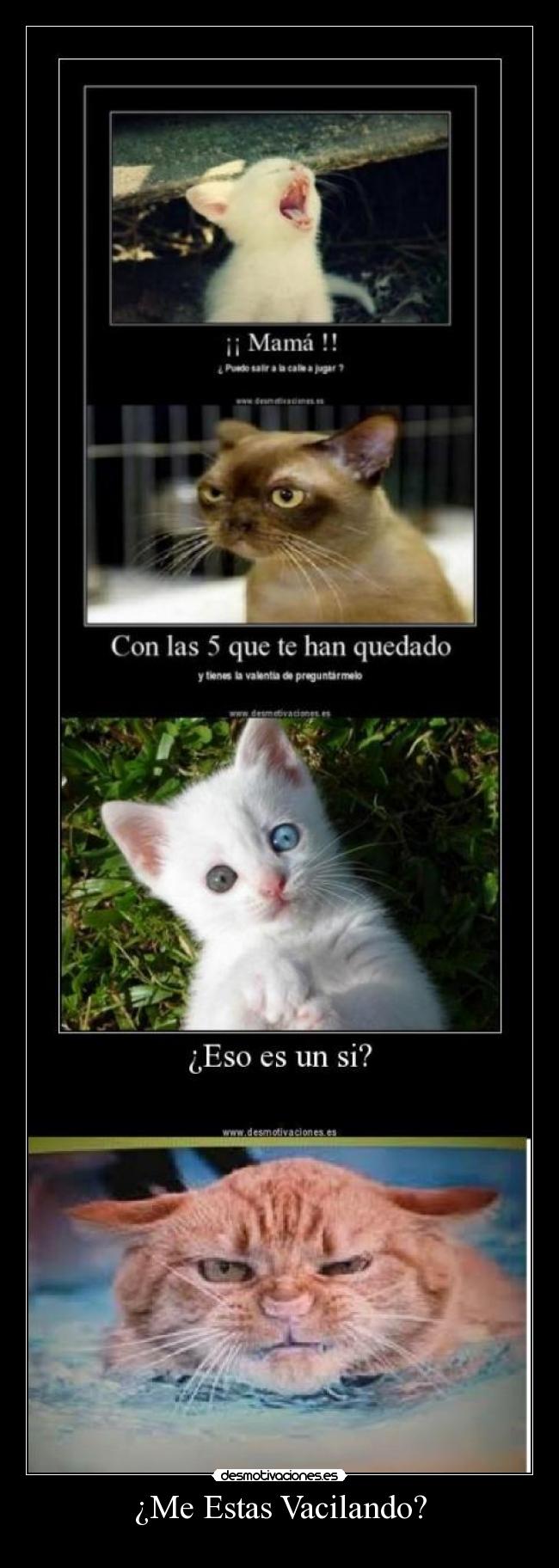 ¿Me Estas Vacilando? - 