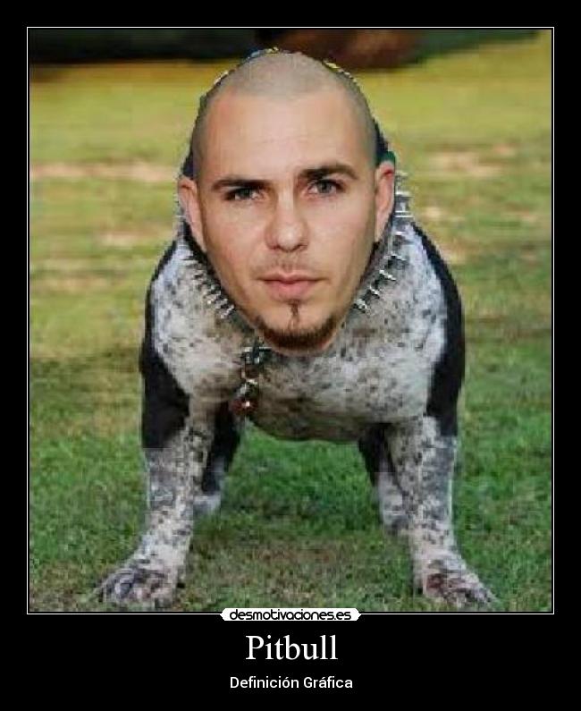 Pitbull - Definición Gráfica