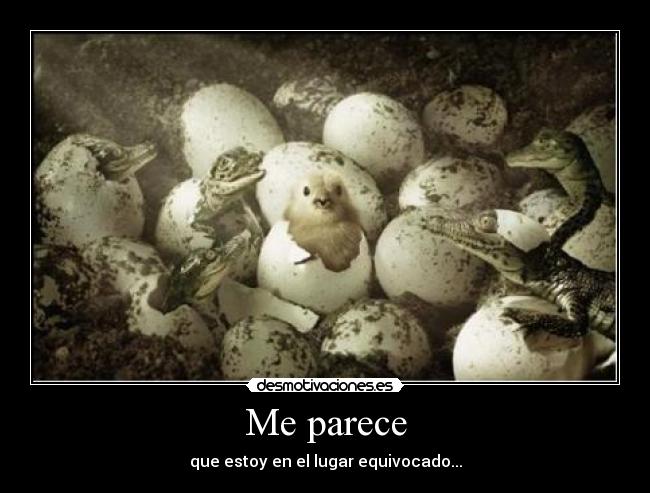 carteles lugarequivocadopollitococodrilocaimandesmotivacionesesosbuald desmotivaciones