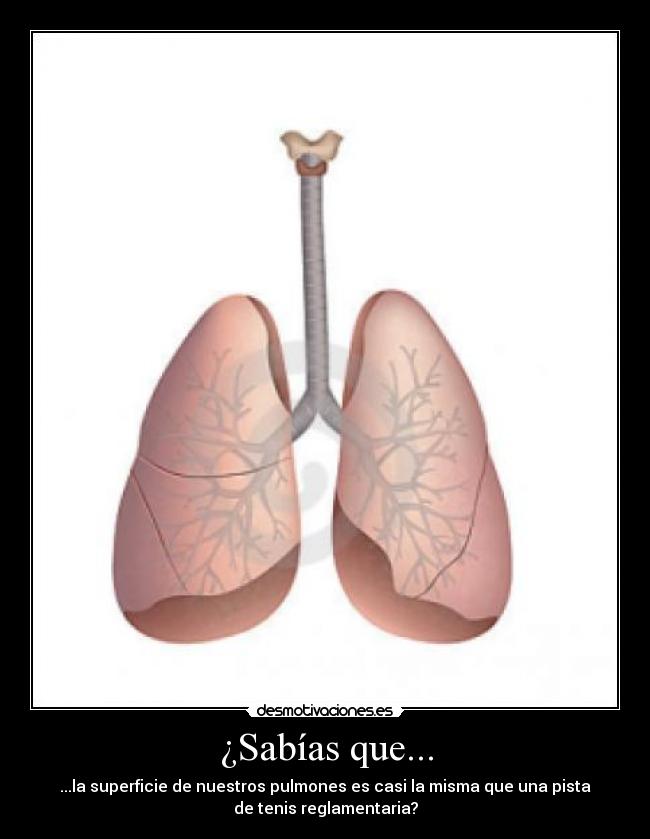 ¿Sabías que... - ...la superficie de nuestros pulmones es casi la misma que una pista
de tenis reglamentaria?