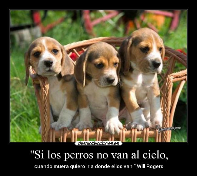 Si los perros no van al cielo, - cuando muera quiero ir a donde ellos van. Will Rogers