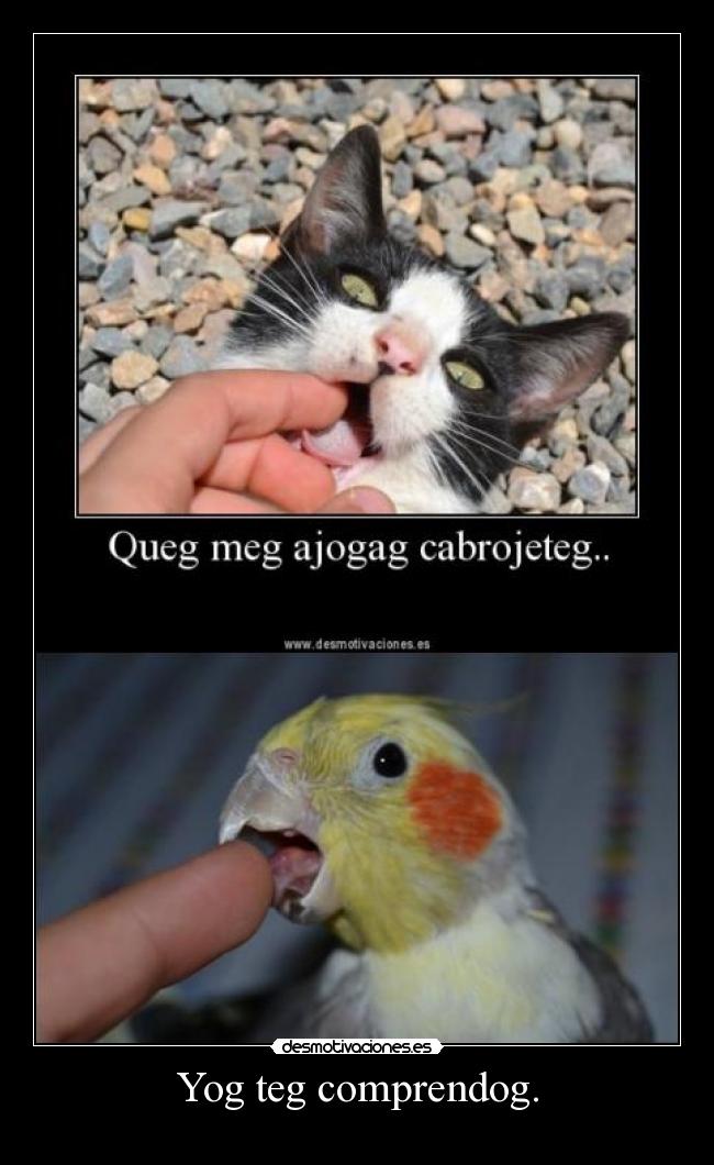 Yog teg comprendog. - 