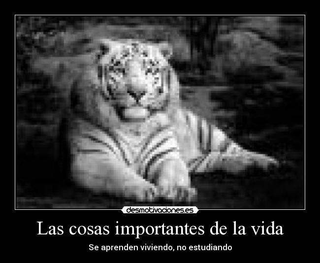 Las cosas importantes de la vida - Se aprenden viviendo, no estudiando