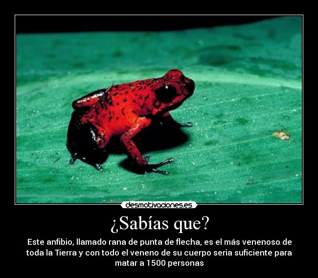 ¿Sabías que? - Este anfibio, llamado rana de punta de flecha, es el más venenoso de
toda la Tierra y con todo el veneno de su cuerpo seria suficiente para
matar a 1500 personas