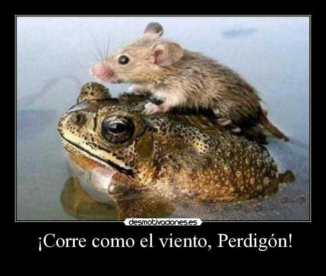 ¡Corre como el viento, Perdigón! - 