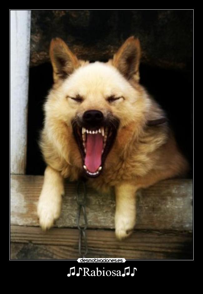 ♫♪Rabiosa♫♪ - 