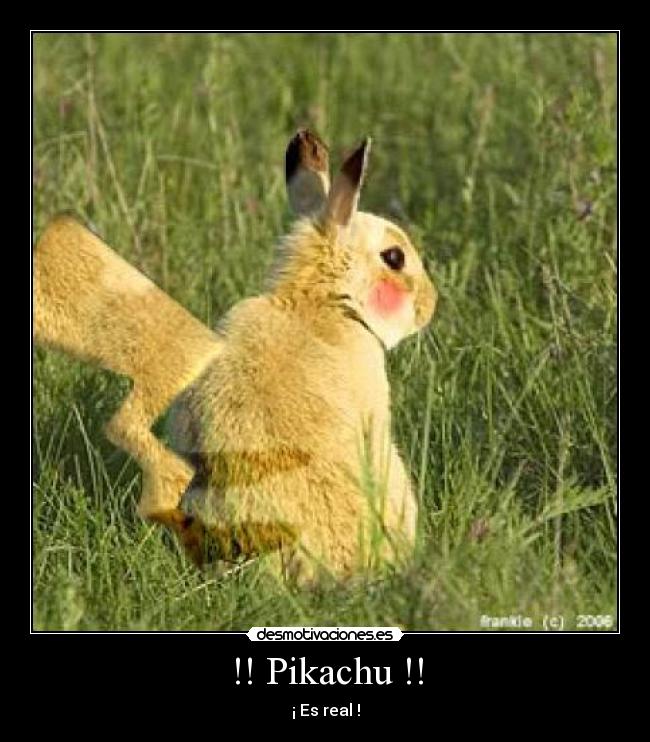!! Pikachu !! - 