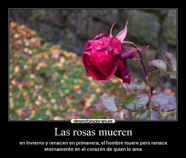 Las rosas mueren - en invierno y renacen en primavera, el hombre muere pero renace
eternamente en el corazón de quien lo ama