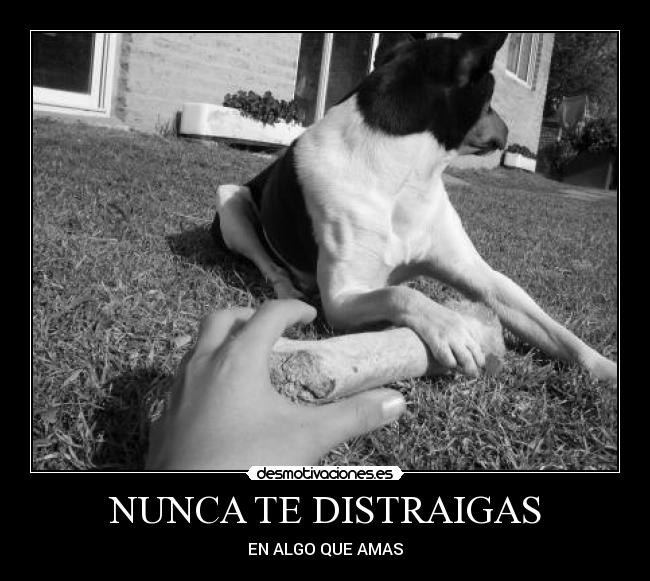 NUNCA TE DISTRAIGAS - 