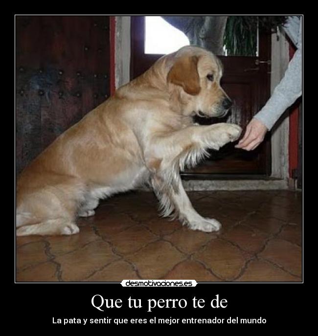 Que tu perro te de - La pata y sentir que eres el mejor entrenador del mundo