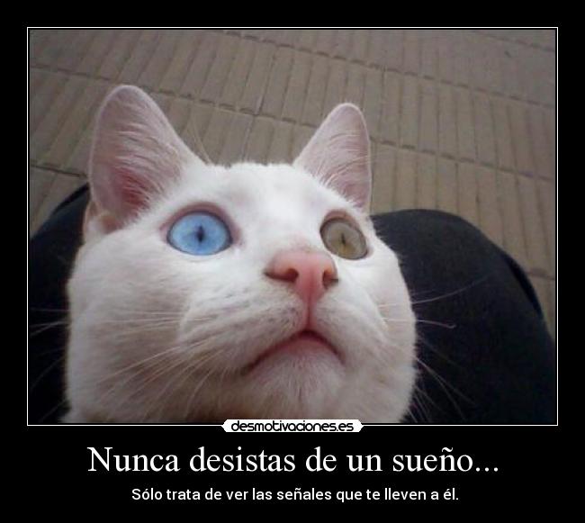 Nunca desistas de un sueño... - 