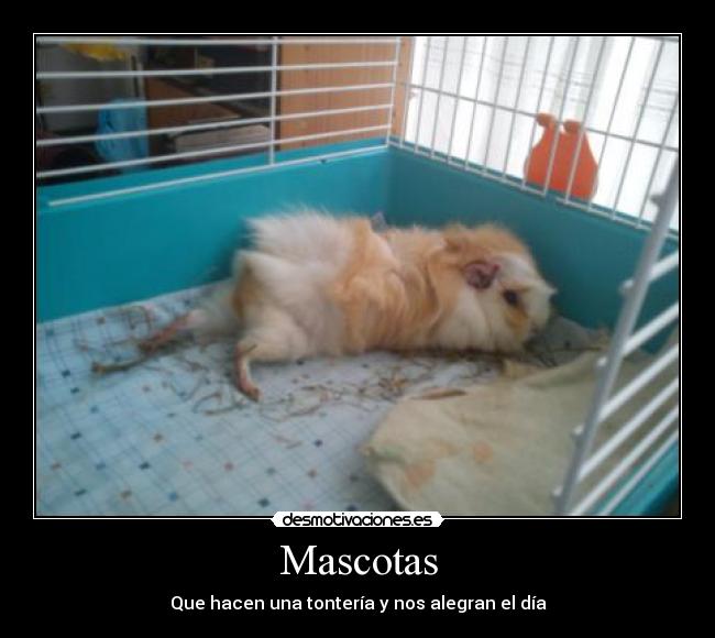 carteles cobaya mascotas desmotivaciones