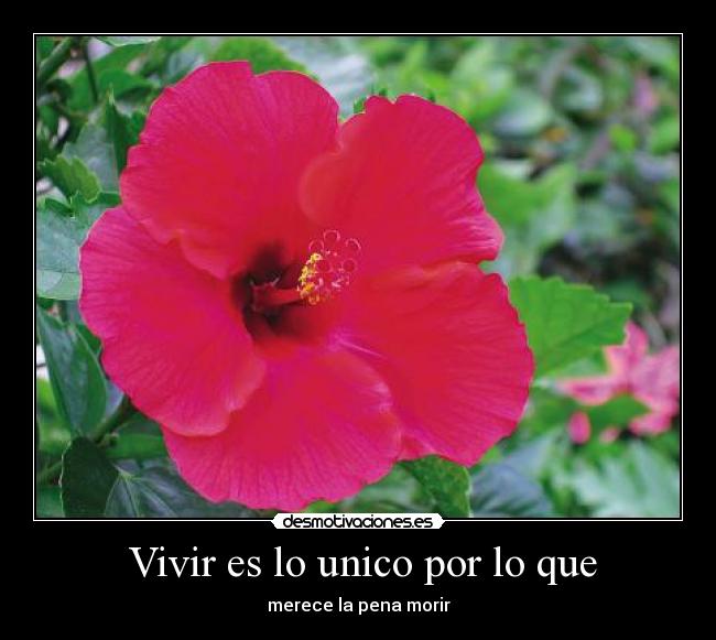  Vivir es lo unico por lo que - 